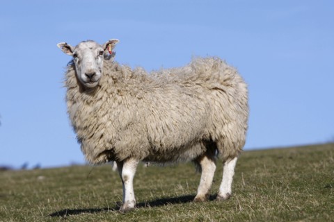 AGRICULTURE, Farming, Animals, sheep grazing on the south downs near Ditchling, East Sussex,