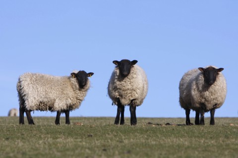 AGRICULTURE, Farming, Animals, sheep grazing on the south downs near Ditchling, East Sussex,