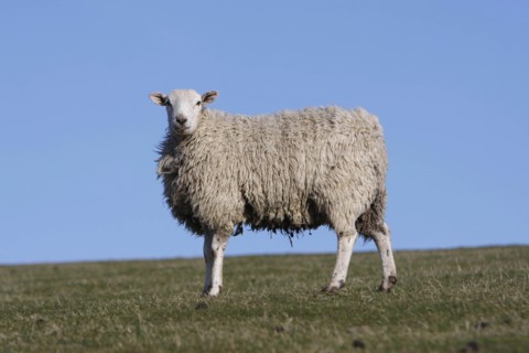 AGRICULTURE, Farming, Animals, sheep grazing on the south downs near Ditchling, East Sussex,