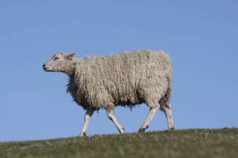 AGRICULTURE, Farming, Animals, sheep grazing on the south downs near Ditchling, East Sussex,