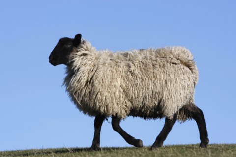 AGRICULTURE, Farming, Animals, sheep grazing on the south downs near Ditchling, East Sussex,