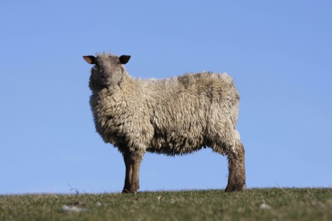AGRICULTURE, Farming, Animals, sheep grazing on the south downs near Ditchling, East Sussex,
