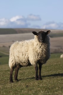 AGRICULTURE, Farming, Animals, sheep grazing on the south downs near Ditchling, East Sussex,