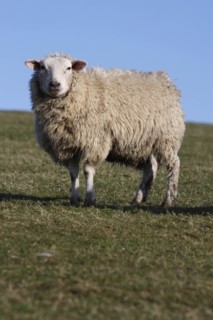 AGRICULTURE, Farming, Animals, sheep grazing on the south downs near Ditchling, East Sussex,