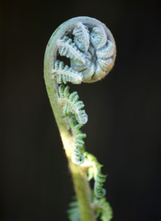 Landscape, Plants, Ferns, Frond unfurling on Dicksonia antarctica evergreen soft tree fern also
