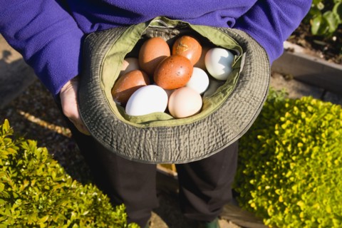 Agriculture, Poultry, Chickens, Lady in her allotment holding a hat containing a variety of free