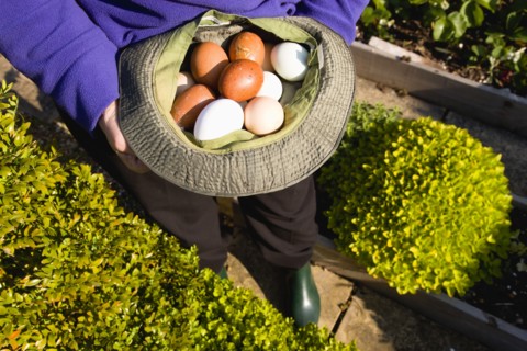 Agriculture, Poultry, Chickens, Lady in her allotment holding a hat containing a variety of free