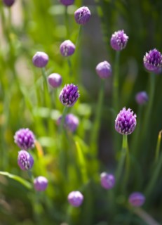 Agriculture, Farming, Herbs, Chives Allium schoenoprasum in flower the smallest species of the
