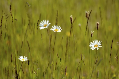 Flora & Fauna, Wild Flowers, Daisies in a field of grass.