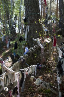 Scotland, Black Isle, Munlochy, Clootie Well, Clothing hanging from trees as part of an ancient pre