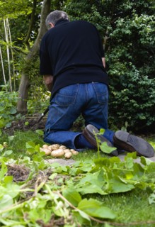 England, West Sussex, Bognor Regis, Man on his knees digging up potatoes in a vegetable plot on an