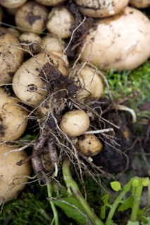 England, West Sussex, Bognor Regis, Freshly unearthed potatoes in a vegetable plot on an allotment.