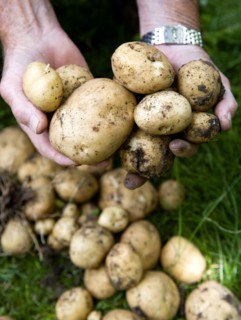 England, West Sussex, Bognor Regis, Man holding freshly unearthed potatoes in a vegetable plot on