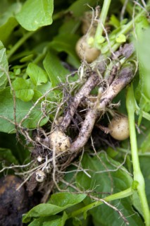 England, West Sussex, Bognor Regis, Freshly unearthed potatoes showing roots of plant in a