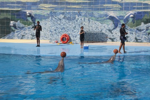 Cuba, Havana, Aquarium with two dolphins balancing balls on their noses as part of a show while