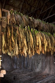 Cuba, Vinales, Tobacco leafs suitable for cigars hanging in a drying house on a plantation in the