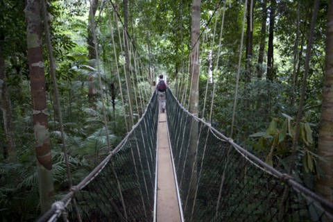 Malaysia, Central Pahang, Taman Negara, People wandering on the canopy walkways of the worlds