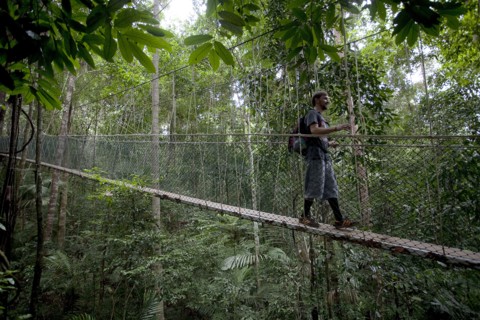 Malaysia, Central Pahang, Taman, Negara, Man wandering on the canopy walkways of the worlds oldest