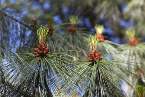 Ireland, North, Belfast, Botanic Gardens, details of Pine tree male pollen cone shaped like a