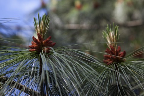 Ireland, North, Belfast, Botanic Gardens, details of Pine tree male pollen cone shaped like a