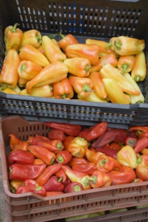 Budapest, Pest County, Hungary. Crates of yellow red and orange Capsicum annuum bell peppers or