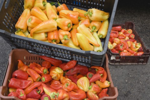 Budapest, Pest County, Hungary. Crates of yellow red and orange Capsicum annuum bell peppers or