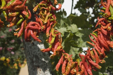 Selcuk, Izmir Province, Turkey. Ephesus. Strings of brightly coloured Capsicum annuum cultivars of