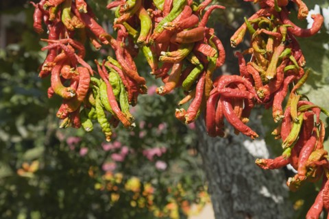 Selcuk, Izmir Province, Turkey. Ephesus. Strings of brightly coloured Capsicum annuum cultivars of