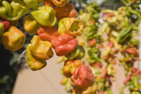 Selcuk, Izmir Province, Turkey. Ephesus. Strings of brightly coloured Capsicum annuum cultivars of