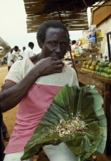 Jinja, Uganda. Man eating live white flying ants a common snack. African Cultural Cultures Eastern