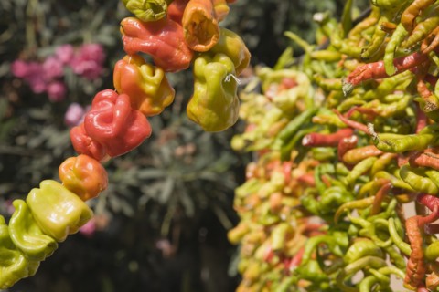 Selcuk, Izmir Province, Turkey. Ephesus. Strings of brightly coloured Capsicum annuum cultivars of