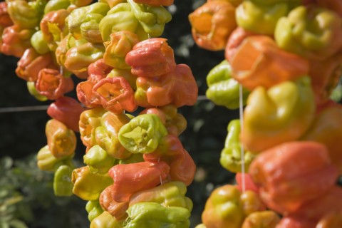 Selcuk, Izmir Province, Turkey. Ephesus. Strings of brightly coloured Capsicum annuum cultivars of