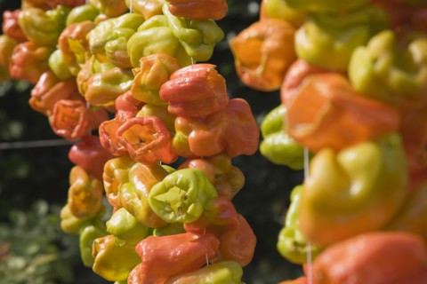 Selcuk, Izmir Province, Turkey. Ephesus. Strings of brightly coloured Capsicum annuum cultivars of