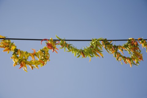 Kusadasi, Aydin Province, Turkey. Strings of brightly coloured chilies hanging up to dry in late