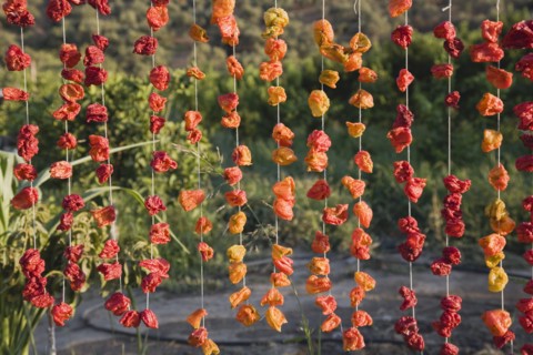 Aydin Province, Turkey. Strings of brightly coloured red and orange chilies hanging up to drying in