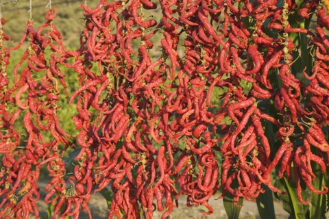 Aydin Province, Turkey. Strings of brightly coloured red chilies hanging up to dry in late