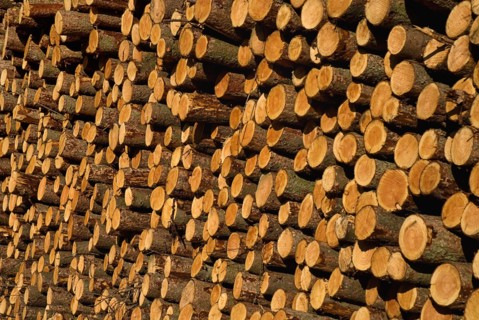 Cooley Peninsula, County Louth, Ireland. Cut timber stacked. Ireland Irish Eire Erin Europe