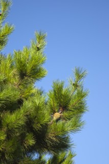 Shoreham-by-Sea, West Sussex, England. Detail of pine tree with pine cones visible. Flora Fauna