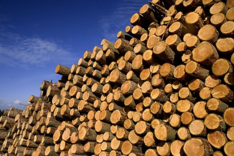 Cooley Peninsula, County Louth, Ireland. Cut timber stacked. Ireland Irish Eire Erin Europe