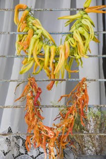 Kusadasi, Aydin Province, Turkey. Strings of brightly coloured chilies drying in late afternoon