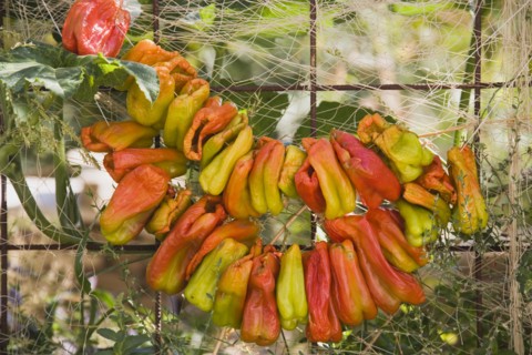 Kusadasi, Aydin Province, Turkey. Strings of brightly coloured chilies hung up to dry in late