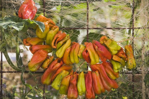 Kusadasi, Aydin Province, Turkey. Strings of brightly coloured chilies hung up to dry in late