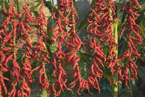 Aydin Province, Turkey. Strings of brightly coloured red and orange chilies hanging up to dry in