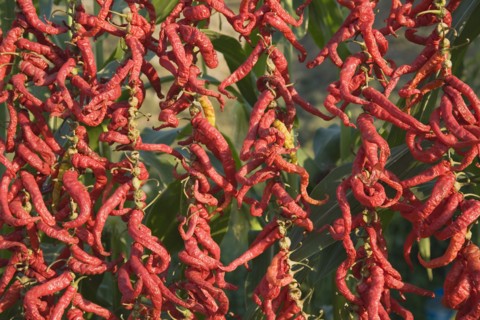Aydin Province, Turkey. Strings of brightly coloured red chilies hanging up to dry in late