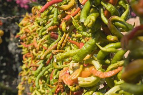 Selcuk, Izmir Province, Turkey. Ephesus. Strings of brightly coloured Capsicum annuum cultivars of