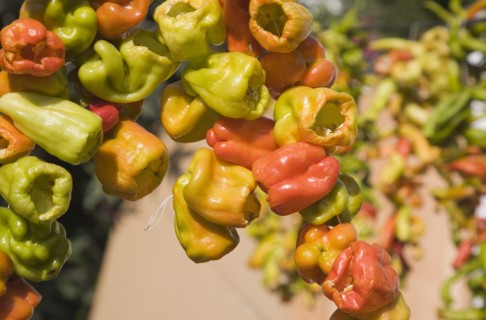 Selcuk, Izmir Province, Turkey. Ephesus. Strings of brightly coloured Capsicum annuum cultivars of