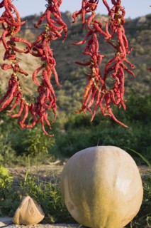 Aydin Province, Turkey. Strings of brightly coloured red chilies hanging up to dry in late