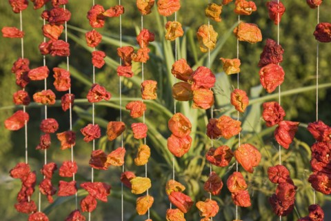 Aydin Province, Turkey. Strings of brightly coloured red and orange chilies hanging up to dry in