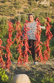 Aydin Province, Turkey. Strings of brightly coloured red chilies hanging up to dry in late