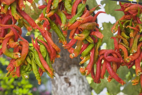Selcuk, Izmir Province, Turkey. Ephesus. Strings of red and green Capsicum annuum cultivars of